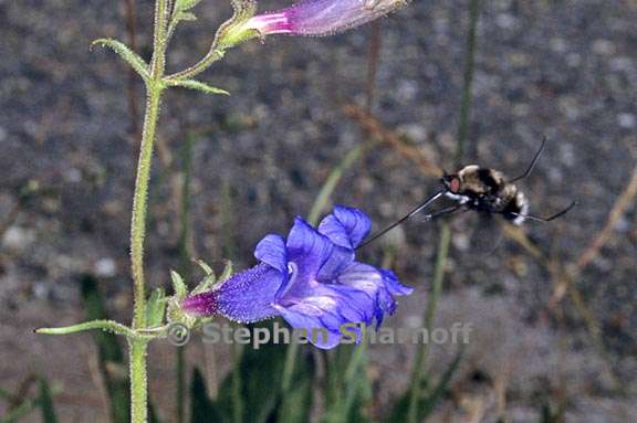 penstemon laetus 6 graphic